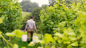 Polska Toskania to miejsce pełne winorośli