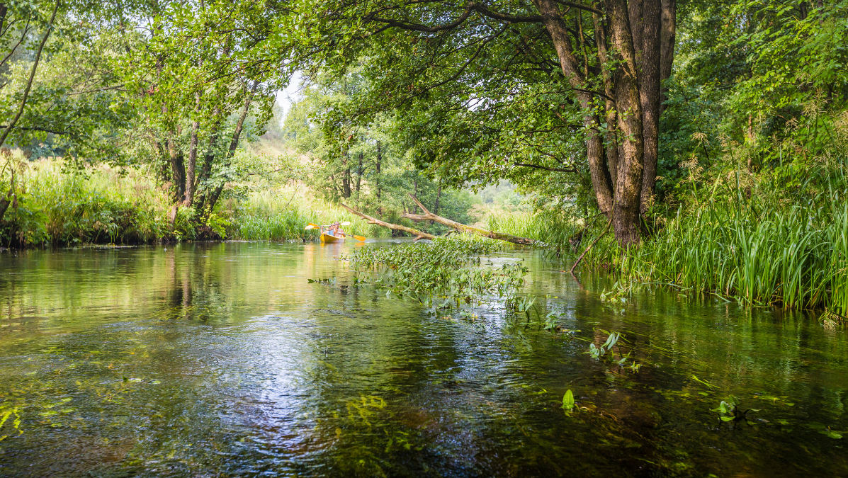 Fragment Doliny Rospudy z rzeką